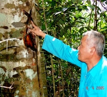 Profile of mother - father trees